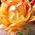 Rood -geel - Grandiflora roos - Nimet